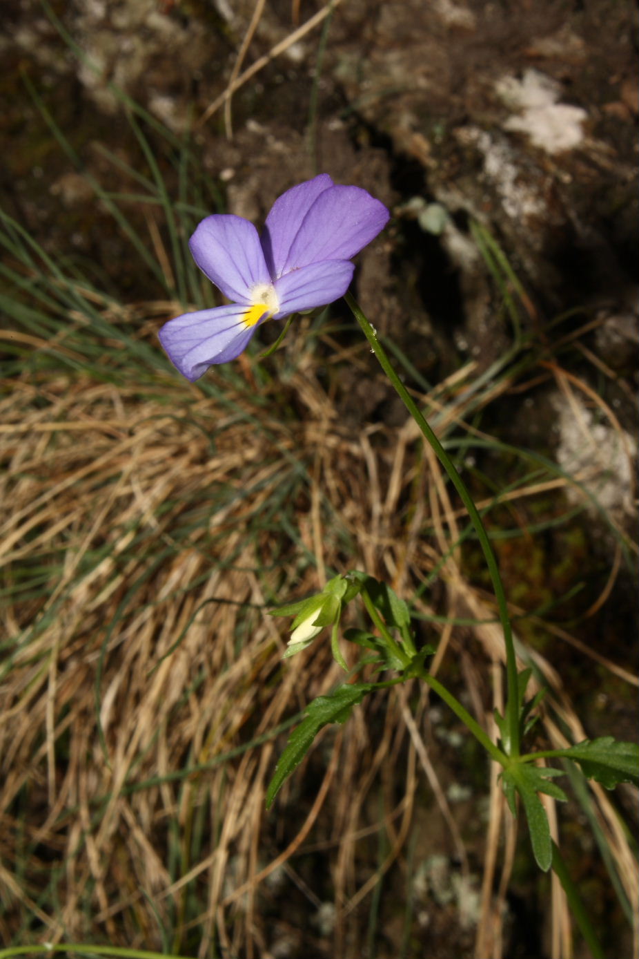 Apuane, Valle dellArnetola (LU) : Viola tricolor